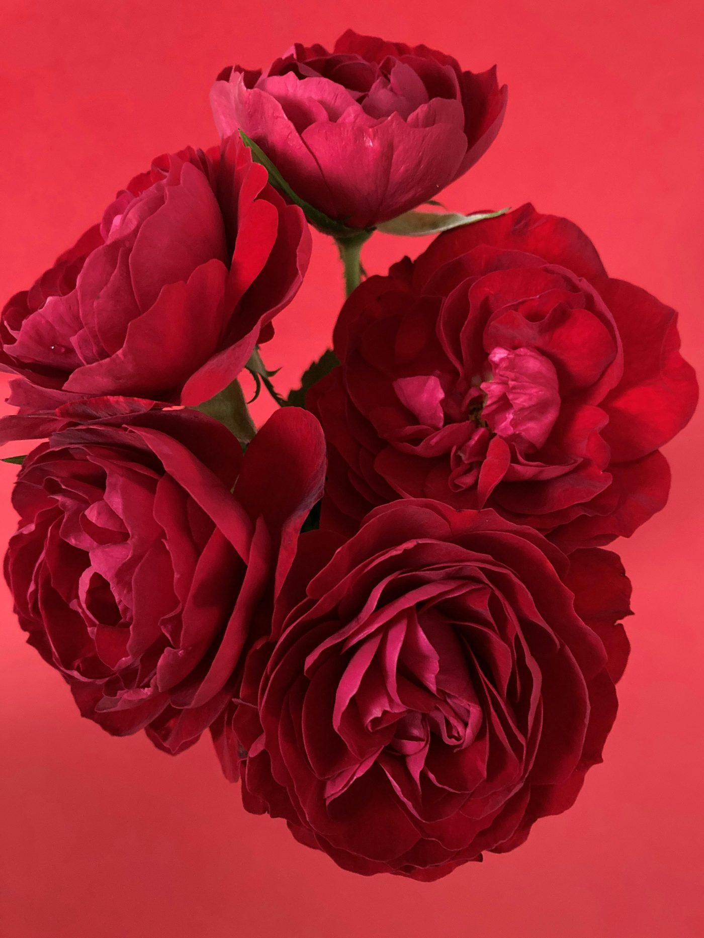 Detailaufnahme roter Rosen