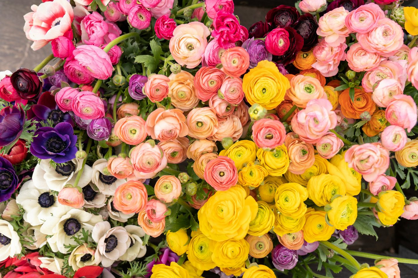 Bunte Ranunkeln und Anemonen